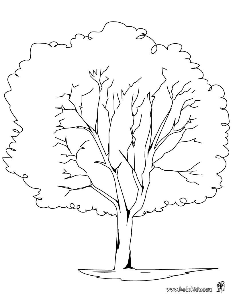 nebraska state tree coloring pages - photo #29