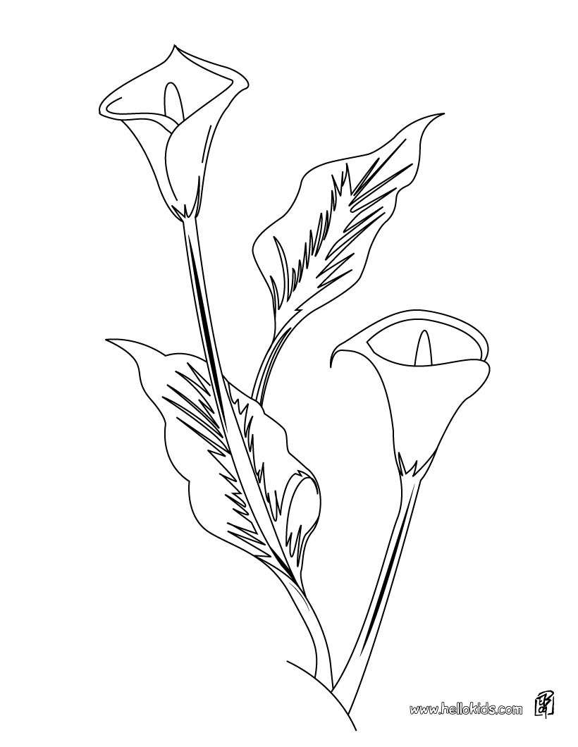 calla flowers coloring pages - photo #20