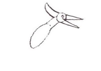 Wie man einen Pteranodon malt
