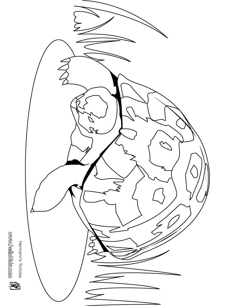 galapagos coloring pages - photo #42