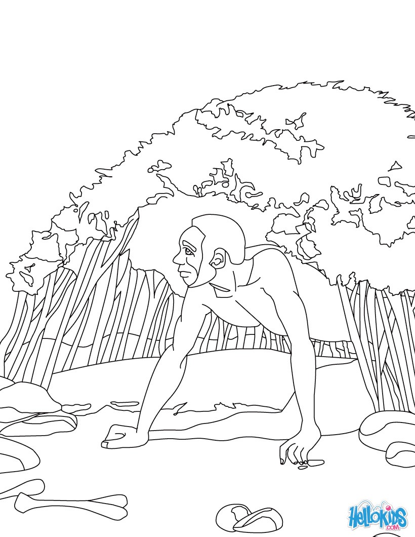 Homosapien Homo Erectus Homo Habilis Coloring Pages Homosapien Homo Erectus Homo Habilis Coloring Pages