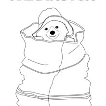 Paddington in einer Tasche versteckt