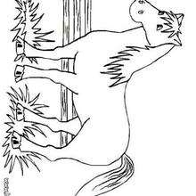 Big horse coloring picture - Coloring page - ANIMAL coloring pages - FARM ANIMAL coloring pages - HORSE coloring pages - HORSES coloring pages