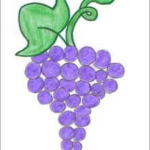 How do draw a Grape - Draw - HOW TO DRAW lessons - How to draw FRUITS
