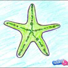 How to draw a sea star - Draw - HOW TO DRAW lessons - How to draw ANIMALS - How to draw SEA ANIMALS
