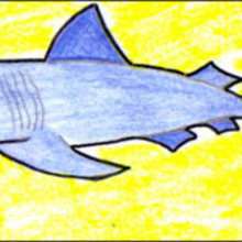How to draw a shark - Draw - HOW TO DRAW lessons - How to draw ANIMALS - How to draw SEA ANIMALS