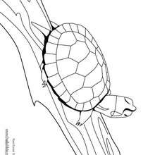 Rotwangen-Schmuckschildkröte zum Ausmalen