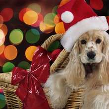 Cute dog coloring page - Draw - WALLPAPERS - CHRISTMAS Wallpapers - CHRISTMAS ANIMALS wallpapers - CHRISTMAS DOGS wallpapers