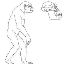 Australopithecus Schädel