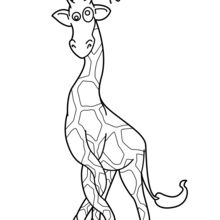 Giraffe mit Beinen verheddert
