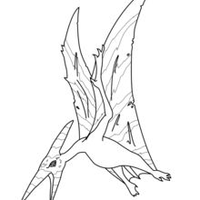 Pteranodon zum Ausmalen