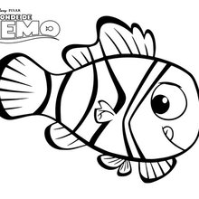 Nemo, der Anemonenfisch
