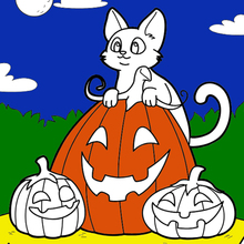 Chat, Citrouille, Halloween