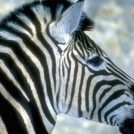 Zebra : Ausmalbilder, Basteln, Kostenlose Spiele, Bilder für Kinder